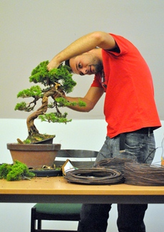 juniperus bonsai alakitasa a marczika bonsai studio bonsai es suiseki mustra c rendezvenyen demot tart milan karpisek